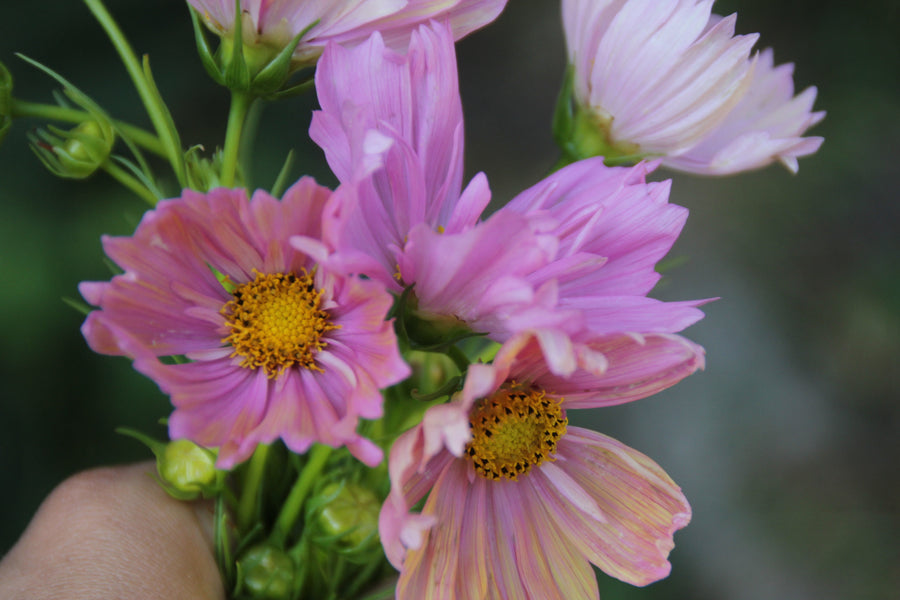 Fleurs à bouquets