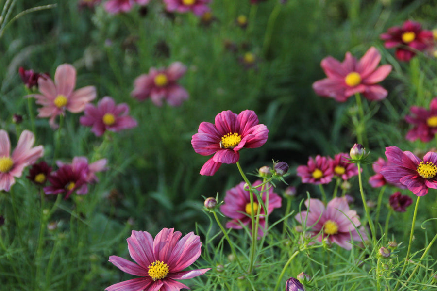 Fleurs comestibles